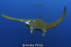 mobula ray with the traces of remoras on his skin by Andre Philip 